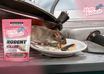 Protect your home from harmful rodent intrusions