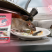 Protect your home from harmful rodent intrusions